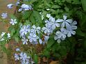 Plumbago blue